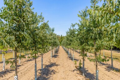 Celtis australis hoogstam 16/18