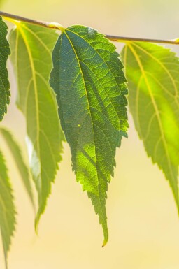 Celtis australis hoogstam 16/18