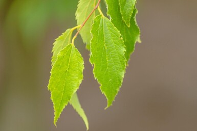 Celtis australis hoogstam 16/18
