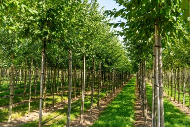 Celtis australis hoogstam 16/18