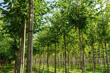 Celtis australis hoogstam 16/18