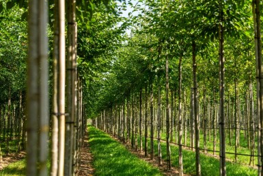 Celtis australis hoogstam 16/18