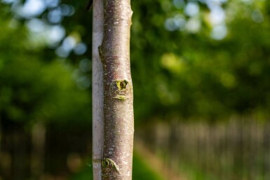 Celtis australis hoogstam 16/18
