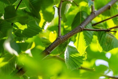 Celtis australis hoogstam 16/18