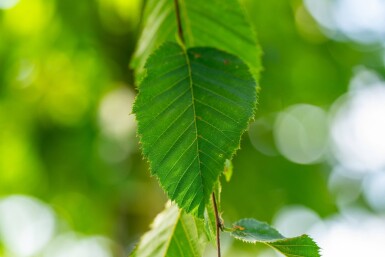 Celtis australis hoogstam 16/18