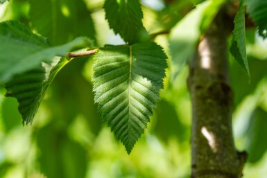 Celtis australis hoogstam 16/18
