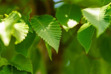 Celtis australis hoogstam 16/18