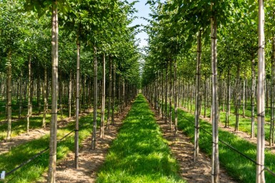 Celtis australis hoogstam 16/18