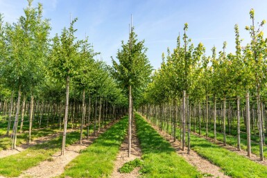 Celtis australis hoogstam 16/18