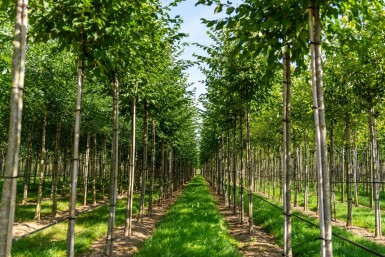 Celtis australis hoogstam 16/18