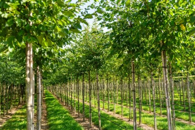 Celtis australis hoogstam 16/18