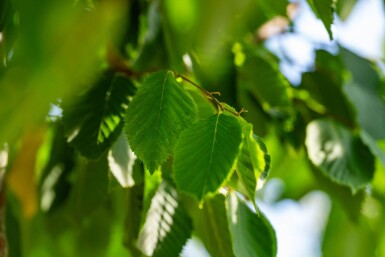 Celtis australis hoogstam 16/18