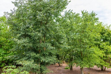 Celtis australis meerstammig