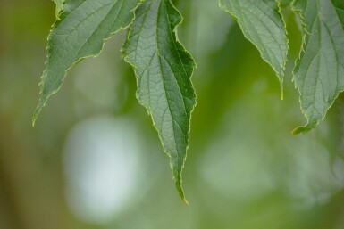 Celtis australis meerstammig 200-250
