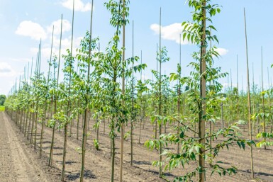 Celtis occidentalis hoogstam