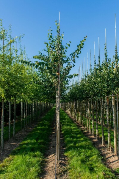 Cercidiphyllum japonicum hoogstam 16/18