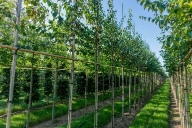 Cercidiphyllum japonicum hoogstam 16/18