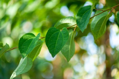 Cercidiphyllum japonicum hoogstam 16/18