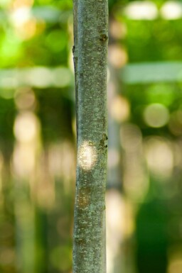 Cercidiphyllum japonicum hoogstam 16/18
