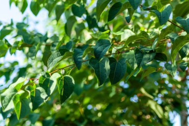 Cercidiphyllum japonicum hoogstam 16/18