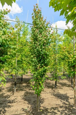Cercidiphyllum japonicum beveerd