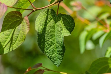 Cercidiphyllum japonicum beveerd
