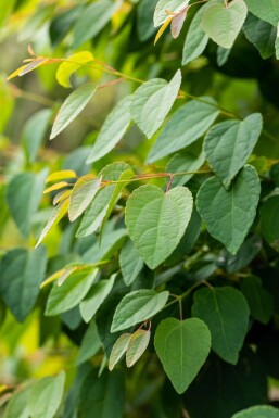 Cercidiphyllum japonicum beveerd