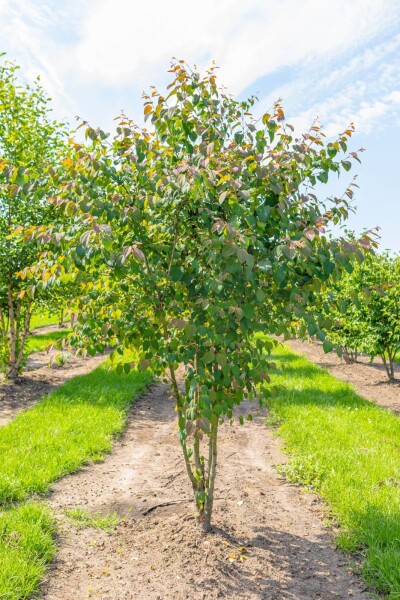 Cercidiphyllum japonicum meerstammig 300-350