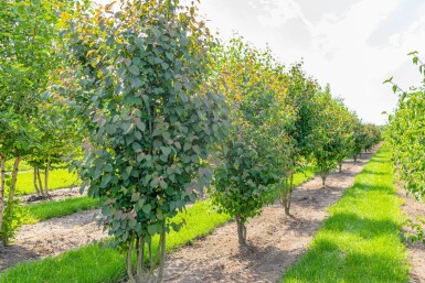 Cercidiphyllum japonicum meerstammig