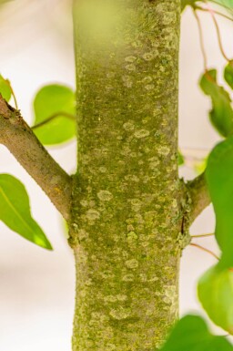 Cercidiphyllum japonicum meerstammig 300-350