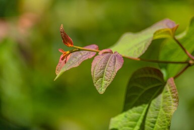 Cercidiphyllum japonicum meerstammig 300-350