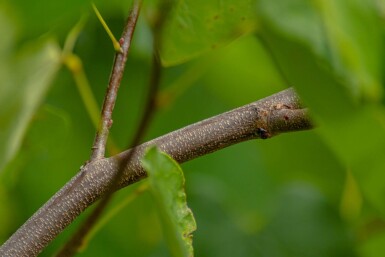 Cercis canadensis hoogstam