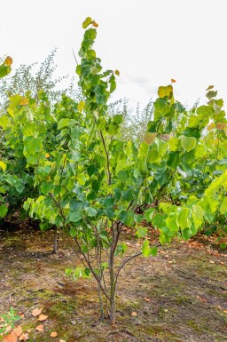 Cercis canadensis meerstammig