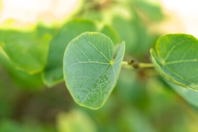 Cercis canadensis meerstammig 200-250