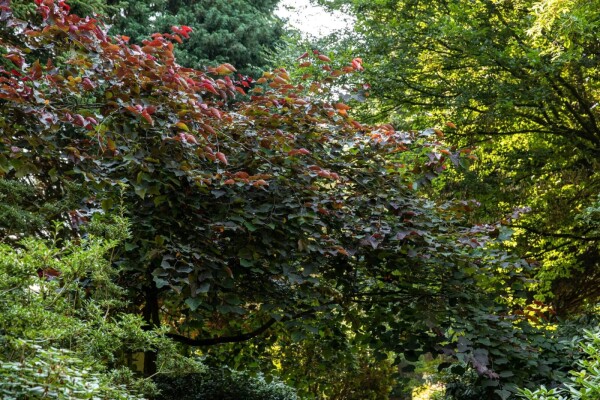 Cercis canadensis 'Forest Pansy' meerstammig 200-250