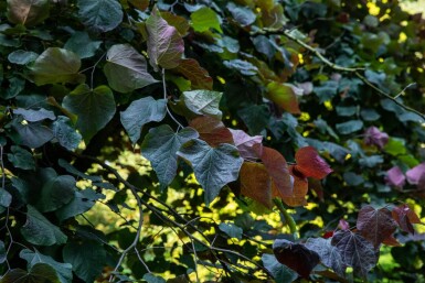 Cercis canadensis 'Forest Pansy' meerstammig