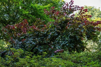 Cercis canadensis 'Forest Pansy' meerstammig 200-250