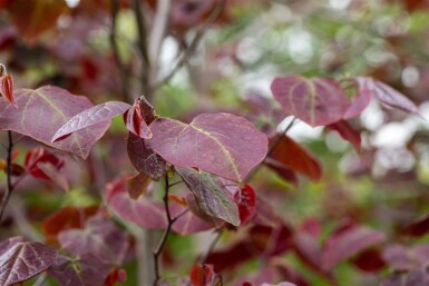 Cercis canadensis 'Forest Pansy' meerstammig 200-250