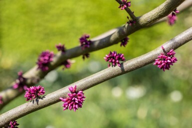 Cercis canadensis 'Forest Pansy' meerstammig 200-250