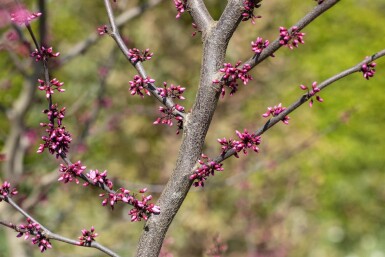 Cercis canadensis 'Forest Pansy' meerstammig 200-250