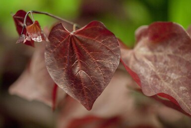 Cercis canadensis 'Forest Pansy' meerstammig 200-250