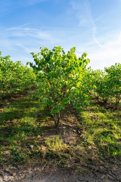 Cercis chinensis 'Avondale' meerstammig 200-250