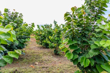 Cercis chinensis 'Avondale' meerstammig 200-250