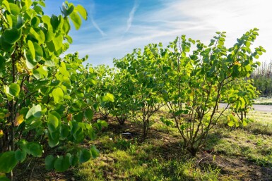 Cercis chinensis 'Avondale' meerstammig 200-250