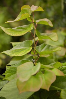 Cercis chinensis 'Avondale' meerstammig 200-250