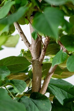 Cercis chinensis 'Avondale' meerstammig 200-250