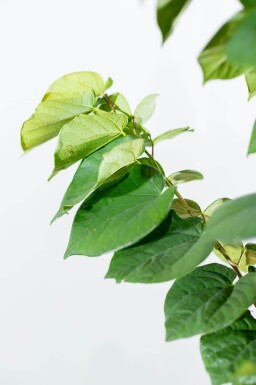 Cercis chinensis 'Avondale' meerstammig 200-250