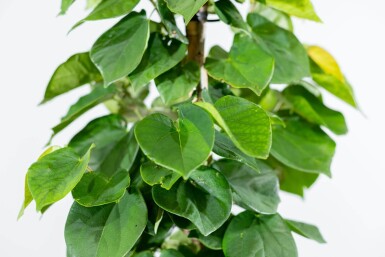 Cercis chinensis 'Avondale' meerstammig 200-250
