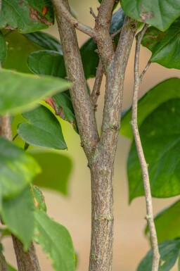 Cercis chinensis 'Avondale' meerstammig 200-250