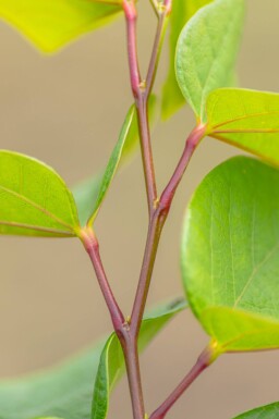 Cercis chinensis 'Avondale' meerstammig 200-250